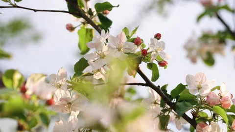 Beautiful branch of apple tree at bloom. Pretty white flowers blossoming, sun Stock Footage 194441300