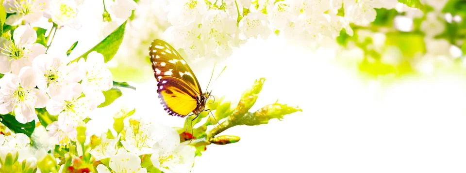 Beautiful branch of blossoming tree in spring with butterfly. Stock Photos