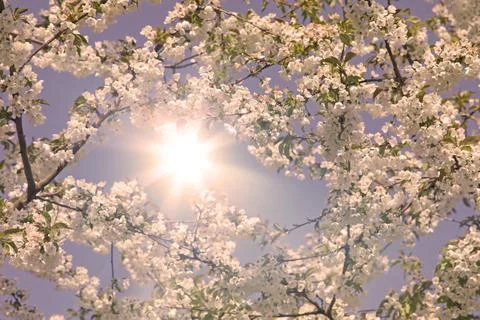 Beautiful branch of blossoming tree in spring. Stock Photos