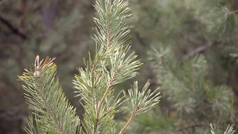 Beautiful branch of evergreen spruce. Pine sways in the wind. Stock Footage 119352419