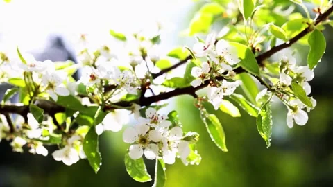 Beautiful branch with fruit flowers of apple tree and water drops on branch Video stock 313892041