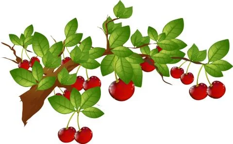 Beautiful branch 스톡 일러스트