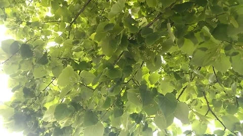 A beautiful branch of a linden tree Видео 332167462