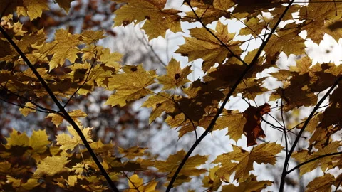 A Beautiful Branch Of A Maple Tree With Yellow Maple Leaves Swaying In The Wind  Stock Footage 194022548