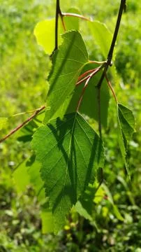 Beautiful branch of a spring birch tree Stock Photos