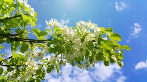 Beautiful branch of a spring fruit tree with beautiful white flowers Foto stock
