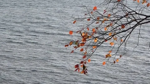 A beautiful branch swaying in the wind.The river as a background. Stock Footage 83933982