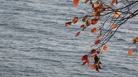 A beautiful branch swaying in the wind.The river as a background. Stock Footage 83933985