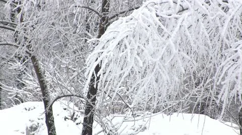 Beautiful branch of a tree in white snow Stock Footage
