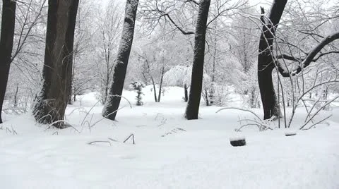 Beautiful branch of a tree in white snow. Focus approach Stock Footage