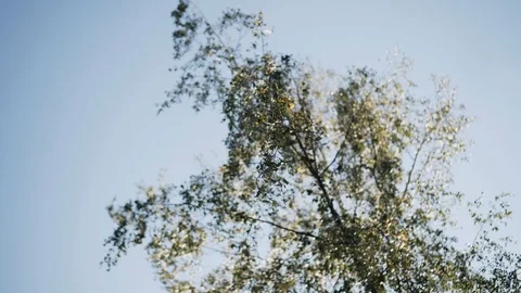 A beautiful branch of a weeping birch develops in the wind. Bottom view 스톡 동영상 116734390