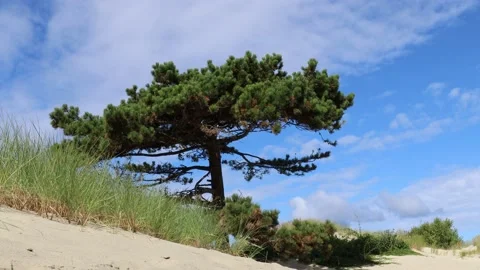 A beautiful branched lone pine Stock Footage 210205919