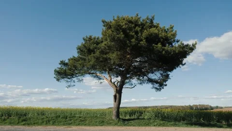 A beautiful branched lone pine tree against the blue sky Stock Footage 133718535