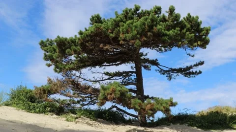 A beautiful branched lone pine tree against the blue sky Stock Footage 210205910