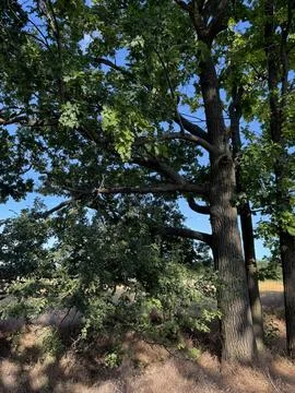 Beautiful branched tree, use as background Stock Photos