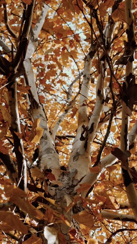 Beautiful branches and crowns of a fall Platanus tree with red and yellow leaves Stock Footage 310500419