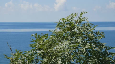 Beautiful branches on the background of the sea close-up. Stock Footage 112613936