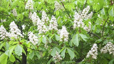 Beautiful Branches of a Blooming Chestnut Tree. Stock-Footage 241651739