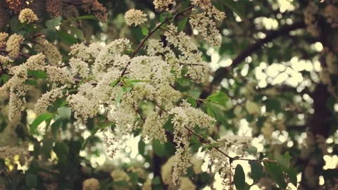 Beautiful branches blooming white cherry Stock Footage 153146751