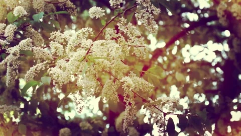 Beautiful branches of blooming white cherry trees spring may day Stock Footage 153147254