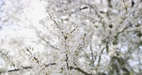 Beautiful branches of cherries covered with many white flowers Stock Footage 130435682