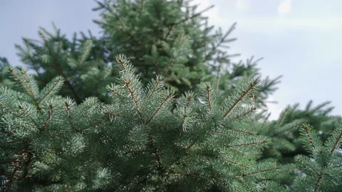 Beautiful branches of a christmas tree in the courtyard of the house Stock Footage 159800515