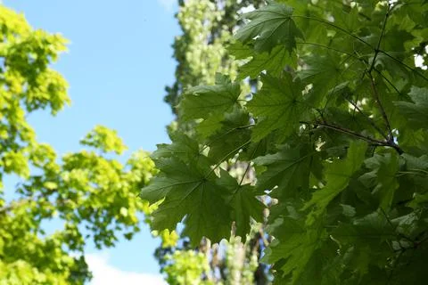 Beautiful branches of maple tree with green leaves outdoors, low angle view.  Stock Photos
