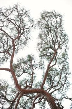 Beautiful branches of pine tree Stock Photos