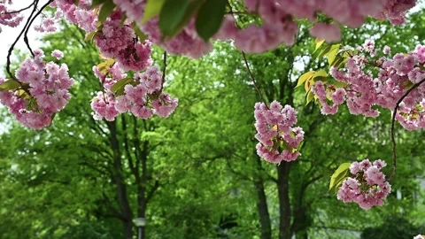 Beautiful branches with pink cherry blossoms sway in the wind on spring day Stockbeeldmateriaal 300214676
