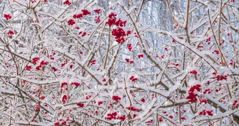 Beautiful branches with red berries under the bright sun and clear blue sky Stock Footage 145015946