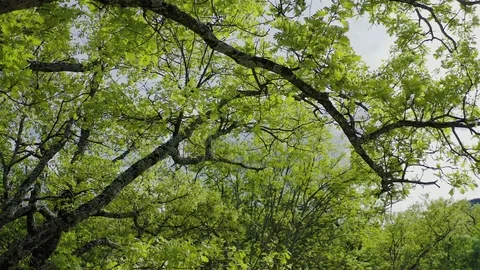 Beautiful branches of tree and blue sky Stock Footage 115920092