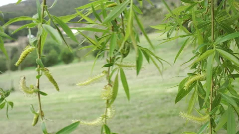 Beautiful branches of weeping willow (Babylon willow) with delicate foliage a Stock Footage 150437485