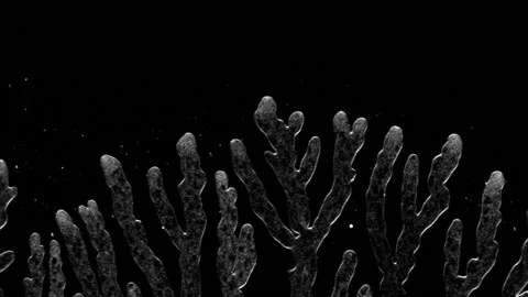 Beautiful branching growth of mycelium under a microscope. "Spray", a Stock Footage