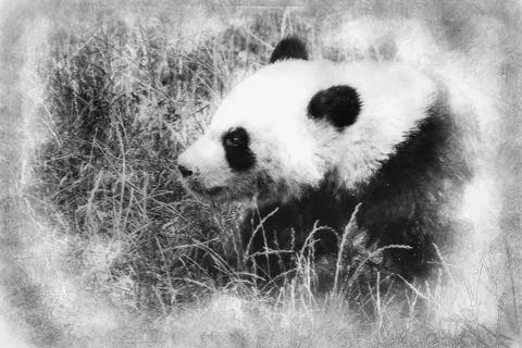 Beautiful breeding panda bear playing in a tree hand drawing effect with penc Stock Illustration