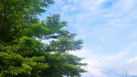 Beautiful Bright Blue Sky with Soft White Clouds Natural Background tree Stock Footage 336591272