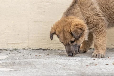 Beautiful bright brown puppy with dark sad eyes and black nose eats dog food Stock Photos