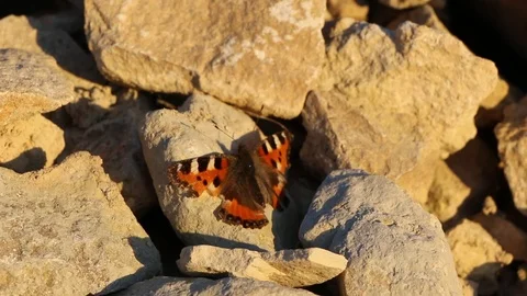 Beautiful bright butterfly flaps its wings on white rocks. Video stock 89796580