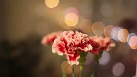 Beautiful bright carnation Stock Footage 143414694
