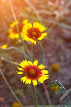 Beautiful bright  flower helenium on blooming green meadow Stock Photos