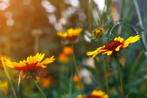 Beautiful bright  flower helenium on blooming green meadow Stock Photos