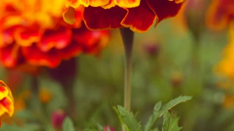 Beautiful bright flower macro Stock Footage 146957274