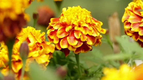 Beautiful bright flowers Video stock 146287157