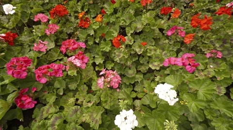 Beautiful, Bright Flowers in a Garden. 4k UltraHD footage Video stock 66856436