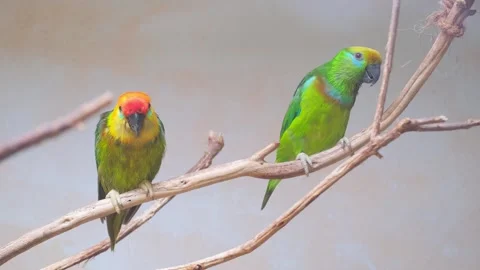 Beautiful bright green Australian Stock Video Pond5