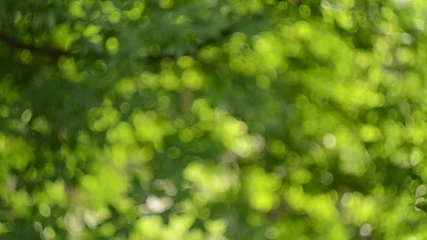 Beautiful bright green bokeh of spring leaves on a trees. Stock Footage 123856420