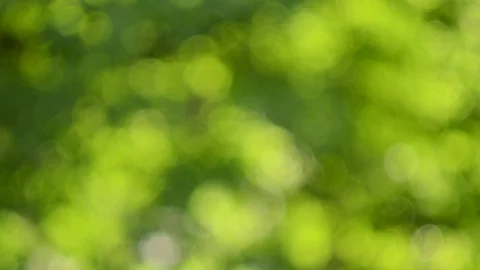 Beautiful bright green bokeh of spring leaves on a trees. Stock Footage 123856564
