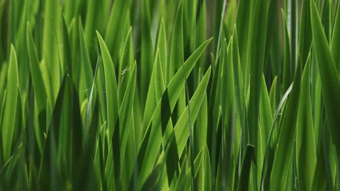 Beautiful, bright green iris leaves are back lit by the sun in spring. 4K tripod Stock Footage 195444553