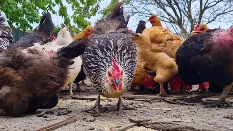 Beautiful bright hens Stock Footage 250490641