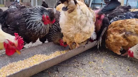 Beautiful bright hens Stock Footage 250490646