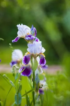 Beautiful bright iris in the light of the setting sun in the green grass Stock Photos
